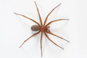 Aranha-marrom