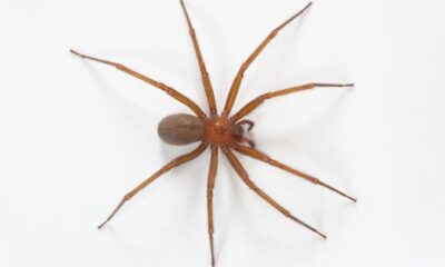 Aranha-marrom