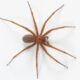 Aranha-marrom