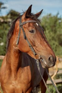 Cavalo marrom