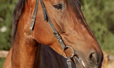 Cavalo marrom