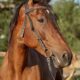 Cavalo marrom