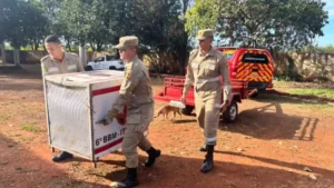 Menino de 4 anos morre após ataque de pit bull