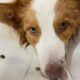 Cachorro perde a visão após intoxicação em área pet de padaria