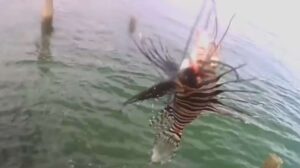 Peixe-leão em mar