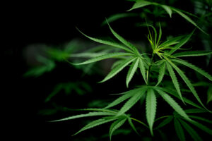 folhas de maconha