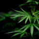 folhas de maconha