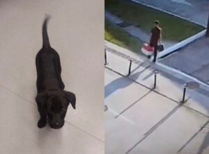 Cadela de três meses é resgatada após abandono em aeroporto
