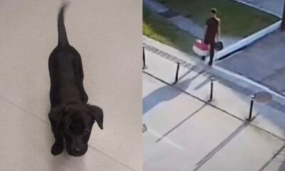 Cadela de três meses é resgatada após abandono em aeroporto