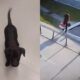Abandono de cachorro leva à prisão de passageiro em voo