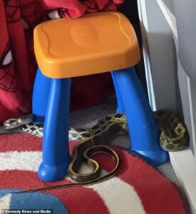 cobra em quarto