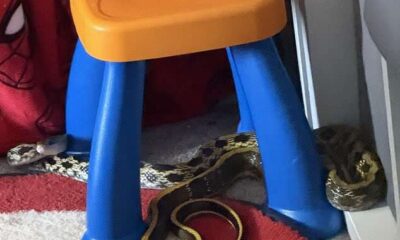 cobra em quarto
