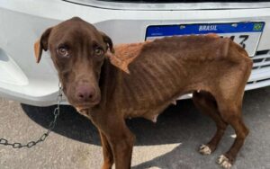 Cachorro marrom desnutrido após maus tratos