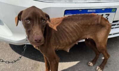 Cachorro marrom desnutrido após maus tratos