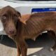 Cachorro marrom desnutrido após maus tratos