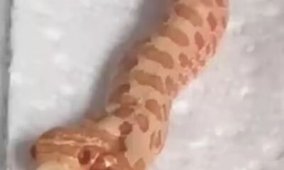 Criadora explica que as chances de nascer uma cobra com duas cabeças são de aproximadamente uma em 100 mil | Reprodução