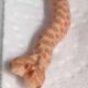 Criadora explica que as chances de nascer uma cobra com duas cabeças são de aproximadamente uma em 100 mil | Reprodução