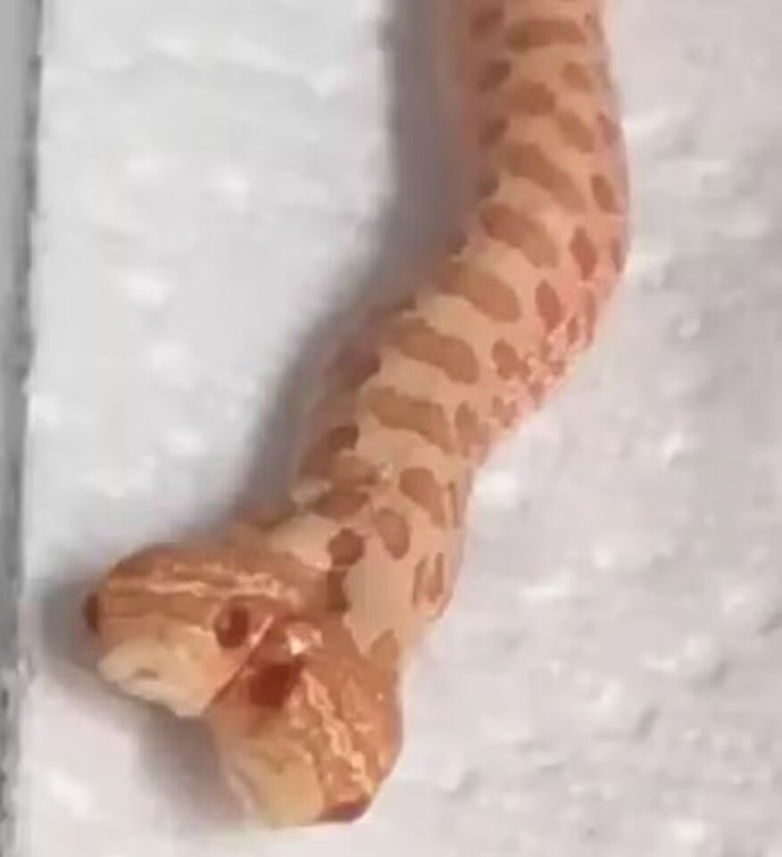 Criadora explica que as chances de nascer uma cobra com duas cabeças são de aproximadamente uma em 100 mil | Reprodução