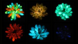 Suculentas da espécie Echeveria "Mebina" foram injetadas com aluminato de estrôncio e emitiram luz vermelha, azul e verde após exposição ao sol