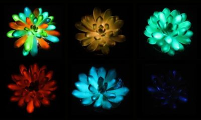 Suculentas da espécie Echeveria "Mebina" foram injetadas com aluminato de estrôncio e emitiram luz vermelha, azul e verde após exposição ao sol