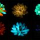 Suculentas da espécie Echeveria "Mebina" foram injetadas com aluminato de estrôncio e emitiram luz vermelha, azul e verde após exposição ao sol