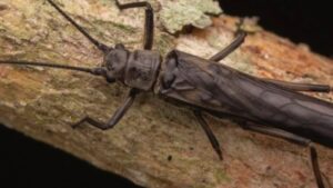 Nova espécie de inseto, a Guaranyperla puri, foi identificada no Parque Estadual da Serra do Brigadeiro, em Minas Gerais