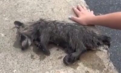 A enfermeira Misty Combs segura o filhote de guaxinim resgatado, que havia ficado embriagado após comer pêssegos fermentados