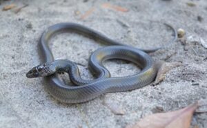 Menino é picado por cobra durante recreio em creche nos EUA e família acusa instituição de falhar no socorro
