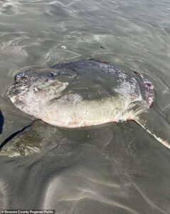 Peixe em praia