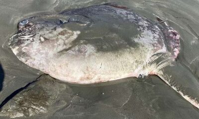 Peixe em praia