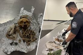Ossos humanos