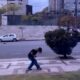 Sabiás-do-campo realizam voos rasantes no Belvedere e atacam mulheres próximas aos ninhos. Espécie deve parar os ataques em cerca de 40 dias, quando os filhotes deixarem o local