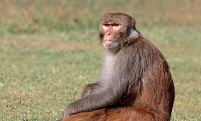 Macaco com hepatite e Covid-19 escapa após acidente e gera alerta