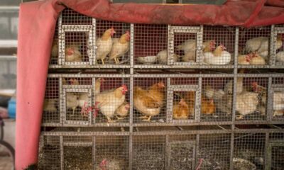 A ameaça invisível: Por que o vírus da gripe aviária H9N2 pode ser a próxima pandemia