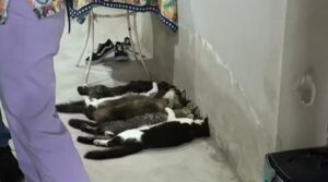 Gatos de esquema ilegal de sangue