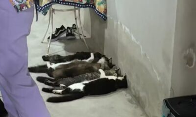 Gatos de esquema ilegal de sangue