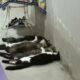 Gatos de esquema ilegal de sangue