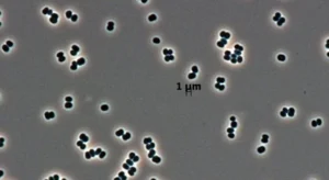 Imagem mostra bactérias.