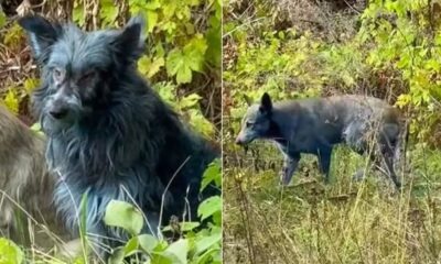 Imagem mostra cães com pelo azul.