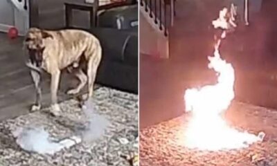 Imagem mostra incêndio em casa por um cachorro que mastigou bateria. Tapete está pegando fogo.