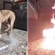 Imagem mostra incêndio em casa por um cachorro que mastigou bateria. Tapete está pegando fogo.