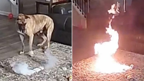 Imagem mostra incêndio em casa por um cachorro que mastigou bateria. Tapete está pegando fogo.