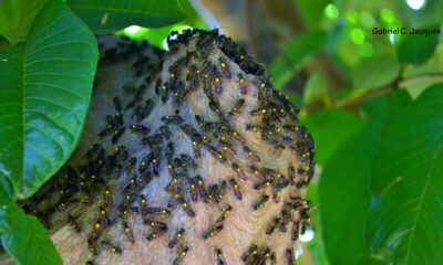 Ataque de vespas-mandarinas provoca morte de americanos em resort no Laos