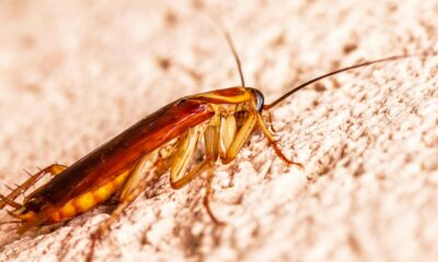 Acusado também ouvia "vozes assustadoras" | Reprodução/Pexels