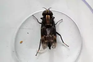 Segundo Franklin Nelson Ribeiro, o inseto parecia ter aproximadamente seis centímetros | Franklin Nelson Ribeiro/Reprodução