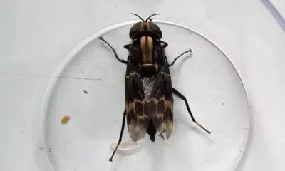 Segundo Franklin Nelson Ribeiro, o inseto parecia ter aproximadamente seis centímetros | Franklin Nelson Ribeiro/Reprodução