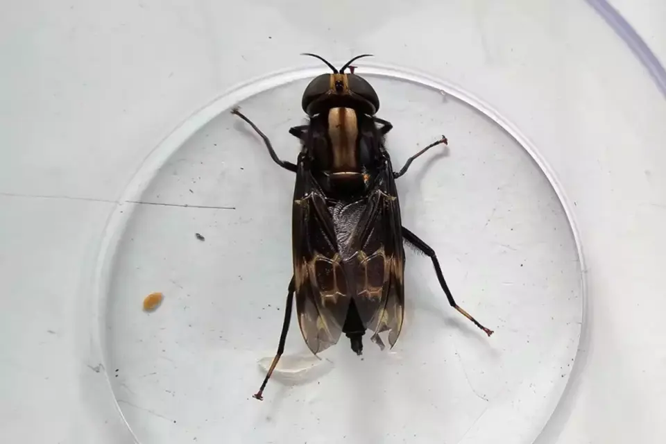 Segundo Franklin Nelson Ribeiro, o inseto parecia ter aproximadamente seis centímetros | Franklin Nelson Ribeiro/Reprodução