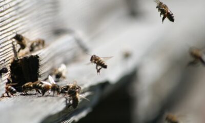 João Pedro brincava em uma área de mata | Reprodução/PxHere