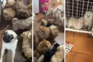 Ação policial flagra 72 cães em condições inadequadas na Grande SP