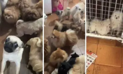 Ação policial flagra 72 cães em condições inadequadas na Grande SP